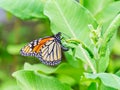 Monarch butterfly laying her egg on milkweed