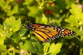 Danaus plexippus - Monarch butterfly drying wings and gaining strength. Royalty Free Stock Photo