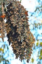 Monarch Butterfly A Long Cluster and colorful wings