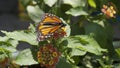 Monarch butterfly at Mackinac Island Royalty Free Stock Photo