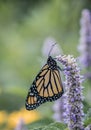 Monarch Butterfly on lavender Hyssop flower portrait Royalty Free Stock Photo