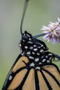 Monarch Butterfly macro on lavender Hyssop flower Royalty Free Stock Photo