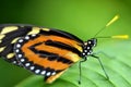 Monarch butterfly macro, orange and black