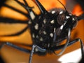 Monarch Butterfly macro