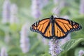 Monarch Butterfly male with wings spread on lavendar Hyssop flower