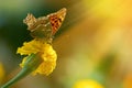 Monarch butterfly on the marigold in highkey