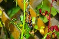 Monarch Butterfly Metamorphosis