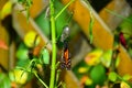 Monarch Butterfly Metamorphosis