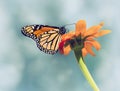 Monarch butterfly on Mexican sunflower Royalty Free Stock Photo