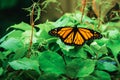 Monarch Butterfly in Michoacan Mexico mexican monarca