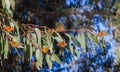 Monarch Butterfly Migration