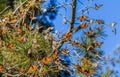 Monarch Butterfly Migration Royalty Free Stock Photo