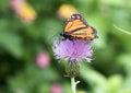 Monarch Butterfly on a Milk Thistle
