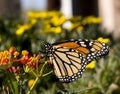 Monarch Butterfly on Milkweed Royalty Free Stock Photo