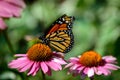 Monarch Butterfly, Milkweed, Common Tiger, Wanderer, Black Veined Brown on coneflower Royalty Free Stock Photo