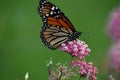 Monarch Butterfly on Milkweed Royalty Free Stock Photo