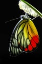 Monarch Butterfly Royalty Free Stock Photo