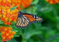 Monarch butterfly on milkweed Royalty Free Stock Photo