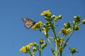 Monarch Butterfly on Yellow Wildflower Royalty Free Stock Photo