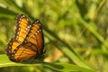 Monarch Butterfly