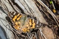 Monarch Butterfly On Mount Hotham, Victorian Alps, Australia