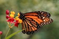 Monarch Butterfly Nectaring on Asclepias Royalty Free Stock Photo