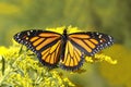 Monarch Butterfly Nectaring on Canada Goldenrod Royalty Free Stock Photo