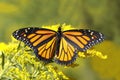 Monarch Butterfly Nectaring on Canada Goldenrod