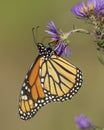 Monarch butterfly nectaring on a New England Aster in autumn - Ontario, Canada