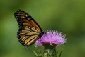 Monarch Butterfly Nectaring on Thistle Royalty Free Stock Photo