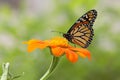 Monarch Butterfly Nectaring On Tithonia Rotundifolia