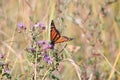 Monarch Butterfly on New England Aster Royalty Free Stock Photo