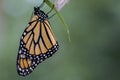 Monarch Butterfly newly emerged from Chrysalis dries wings green background Royalty Free Stock Photo