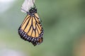 Monarch Butterfly newly emerged from Chrysalis dries wings green background Royalty Free Stock Photo