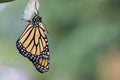 Monarch Butterfly newly emerged from Chrysalis dries wings green background Royalty Free Stock Photo