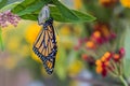 Monarch butterfly newly emerged from Chrysalis on Milkweed Royalty Free Stock Photo