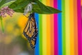 Monarch butterfly newly emerged from Chrysalis on Milkweed Royalty Free Stock Photo