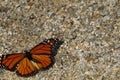 Monarch butterfly, open up and spread your wings,