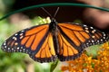 Monarch butterfly with open wings. Royalty Free Stock Photo
