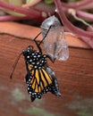 Monarch Butterfly Newly Emerged from Chrysalis Royalty Free Stock Photo