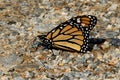 MOnarch butterfly, orange, black, with white spots.  closed wings Royalty Free Stock Photo