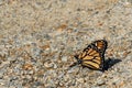MOnarch butterfly, orange, black, with white spots.  closed wings Royalty Free Stock Photo