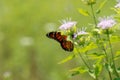 MOnarch butterfly, orange, black, with white spots.  closed wings Royalty Free Stock Photo