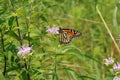 MOnarch butterfly, orange, black, with white spots.  closed wings Royalty Free Stock Photo