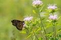 MOnarch butterfly, orange, black, with white spots.  closed wings Royalty Free Stock Photo