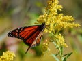 Monarch Butterfly with Orange and Black Wings Royalty Free Stock Photo