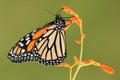 Monarch butterfly on orange flower