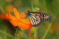 Monarch Butterfly On An Orange Flower Royalty Free Stock Photo