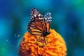 Monarch butterfly and orange flower in the summer garden. Royalty Free Stock Photo