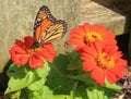 Monarch butterfly on a orange Gerbera Daisy Royalty Free Stock Photo